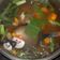 Cooksnap dari Sarahindri untuk resep Sayur Sop Bakso Rahasia Mami Dijamin Enak