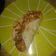 El cooksnap de MauricioGuerrero cuando hizo Tortilla de verduras.