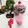 Cooksnap dari Syahara Kitchen untuk resep Black Pink Ice 🥤😍