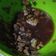 Cooksnap dari Wulan Suci R untuk resep Ayam Kecap Mentega