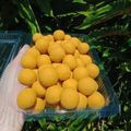 Cooksnap dari Christina Eve untuk resep Bola-Bola Ubi Goreng