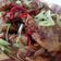 Cooksnap dari Renny Sri Indriyani untuk resep Ayam kecap pedas simple