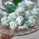 Cooksnap dari Rizky aqish untuk resep Klepon