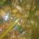 Cooksnap dari Ihsan Muhammad Fauzi untuk resep Ayam Topping Mie Ayam