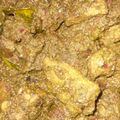 Cooksnap dari Ayu Sutri Wulantari untuk resep 54. Rendang Daging Rumahan #cookingdiary