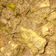 Cooksnap dari Ayu Sutri Wulantari untuk resep 54. Rendang Daging Rumahan #cookingdiary