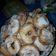 El cooksnap de Mary Souza Rey cuando hizo Rosquitas bien esponjosas y muuuy ricas.