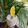Cooksnap dari Widyana Yusakh untuk resep Smoothie Banana with selasih