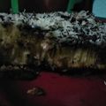Cooksnap dari Lucky Ariani untuk resep Martabak