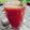 Shivani 's cooksnap of when they made Summer Coolers.