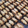 Cooksnap dari Meutia Dewi untuk resep 06. Parmesan Kastengels Keto