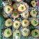 Cooksnap dari Eka Sabtiyani untuk resep Putu belanda
