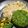 Kajal Ankur Dholakia's cooksnap of when they made ગ્રીન રાઈસ(Green Rice Recipe in Gujarati).