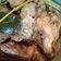 Cooksnap dari Esty Ridho Hakim untuk resep Ayam bakar teflon simple