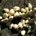El cooksnap de Huda Mariam cuando hizo Papas del aire (chayote) en almíbar.