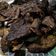 Cooksnap dari Citra Soeprasetyo untuk resep Paru goreng ala warung padang