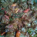 Cooksnap dari Dhefie untuk resep Oseng mercon daging sapi