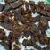 Cooksnap dari Siti Aulia Andhini untuk resep Rendang Paru Renyah#bikinramadhanberkesan