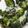kellysuepeak64's cooksnap of when they made Roasted Broccoli.