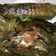 Cooksnap dari Hatta untuk resep Pepes pindang daun singkong
