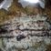Cooksnap dari Hosnul Khotimah untuk resep Pisang Goreng Pontianak (pisang kremes)