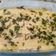 El cooksnap de alicia beatriz infante cuando hizo Vacío a la plancha con puré de papas gratinado.