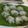 รูป Cooksnap ของ Pim My เมื่อเขาทำ ขนมกุยช่าย (สูตรแป้งบางใส)
