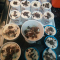 El cooksnap de Agata cuando hizo Tiramisú de queso fresco batido y requesón.