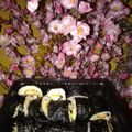 Cooksnap dari Dwi firda hertina Firda untuk resep Sushi ala rumahan