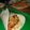 Cooksnap από Kon στη συνταγή Fajitas με κοτόπουλο, γιαούρτι και τυρί