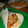 Cooksnap από Kon στη συνταγή Fajitas με κοτόπουλο, γιαούρτι και τυρί