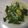 Cooksnap dari Kristin Wahyuni untuk resep Sawi Sayur Manis