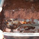 Cooksnap dari Arina untuk resep Super Moist Steamed Chocolate Cake Juara NO mixer NO oven