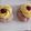 il Elhem quando ha preparato Zeppole di San Giuseppe