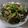 潘俊霖的(簡單料理) 的 辣炒塔香蛤蠣 cooksnap