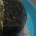 Cooksnap dari Bunda Marsha untuk resep Brownies 3 Sendok (Brownies Irit)