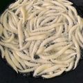Cooksnap dari Momsky Ji untuk resep Stik keju /cheese stick mudah renyah anti gagal