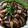 รูป Cooksnap ของ supatchaya เมื่อเขาทำ หมูกรอบ