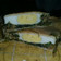El cooksnap de 💕 Juana 💕 cuando hizo Tarta de acelga, huevo y queso mantecoso.