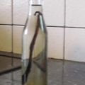 Cooksnap από kitro στη συνταγή Απόσταγμα Βανίλιας