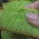 Cooksnap dari E.S untuk resep Bika ambon pandan teflon (no mixer)