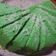 Cooksnap dari Stephanie Mutiara Silitonga untuk resep Bolu pandan kukus (anti gagal)