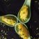 REKHA KAKKAD's cooksnap of when they made સુરતી લીલા લસણ નું કાચું ( Surti Lila Lasan Kachu Recipe In Gun.