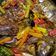 Cooksnap dari Sri Hartini untuk resep Pesmol ikan mujair