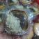 Cooksnap dari Tini Rostiawati untuk resep Martabak mini Part 2