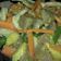 Cooksnap dari Widi Reka untuk resep Tumis buncis wortel (ala box catering)