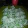 Cooksnap dari uws.kitchen untuk resep Klepon simple