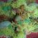 Rina Raiyani's cooksnap of when they made દહીં પૂરી (Dahi Poori Recipe In Gujarati).