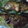 Cooksnap dari dwityaning untuk resep Ikan Panggang Oven
