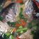 Cooksnap dari Dapur Linday untuk resep Sop Kepala Ikan Salmon